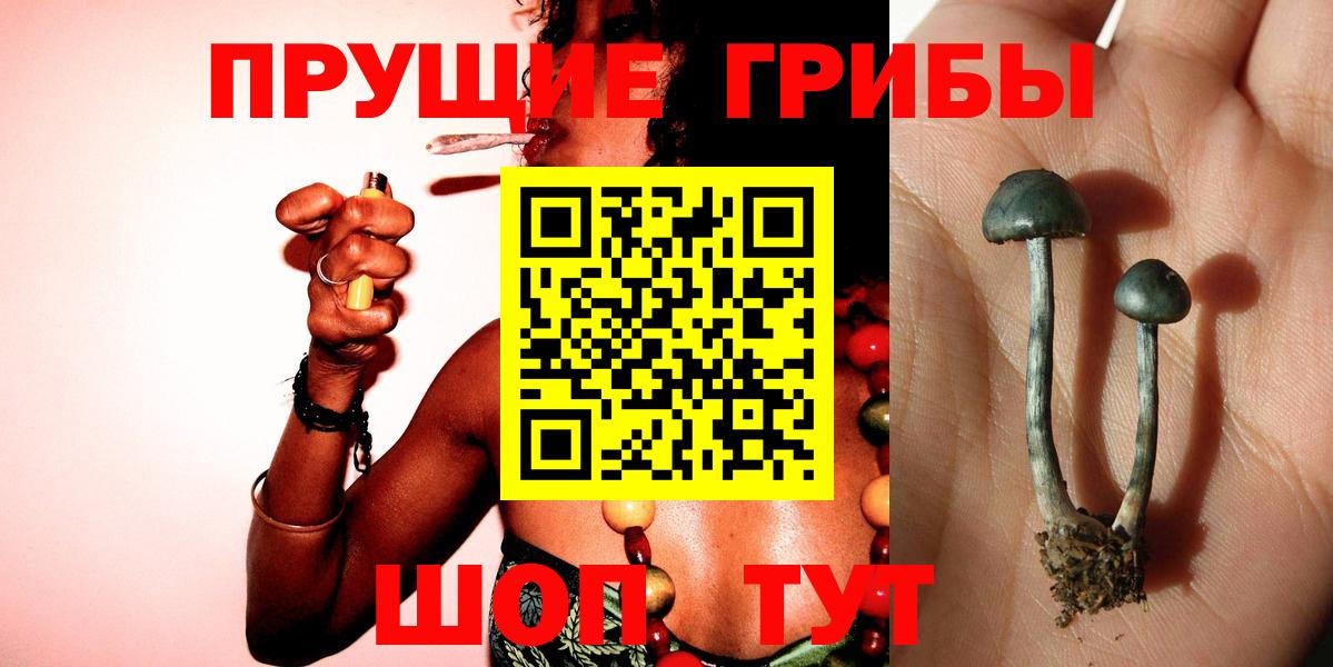 Псилоцибиновые грибы Psilocybine cubensis Нерюнгри